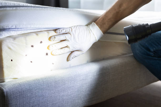 Best Local Pest Control Services  in West Bend, WI