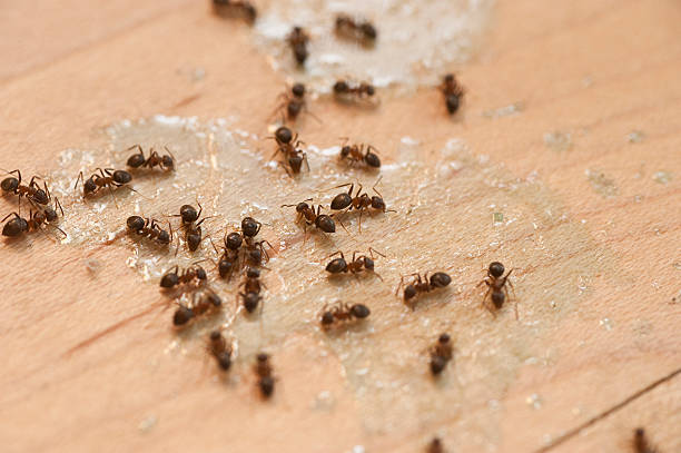 Flea Control Services in West Bend, WI