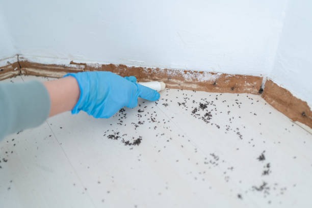 Best Flea Control Services  in West Bend, WI